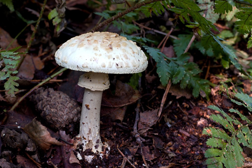 Oisterwijkse Bossen en Vennen Kampina natuurgebied natuur hdr oisterwijk Nationaal park Landschap Het Groene Woud hei heide bossen natuurmonumenten brabant